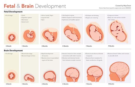 Fetal Brain Development, Prenatal Development, Birth Delivery, Embryonic Development, Work Hack, Fetal Development, Brain Development, Newborn Essentials, Family Health