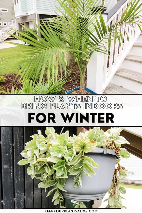 Bringing House Plants In For The Winter, Moving Plants Indoors For Winter, Bringing Plants Inside For Winter, Winterize Plants, Potted Plants Indoor, Witchy Herbs, Winter Planting, Outdoor Garden Bed, Plants Window