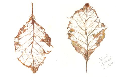 leafskeleton3 Beech Tree Leaves, Leaf Skeleton, Celtic Gods, Winter Leaves, Illustration Botanical, Scaly Skin, Beech Tree, Wrist Tattoo, Fruit Of The Spirit