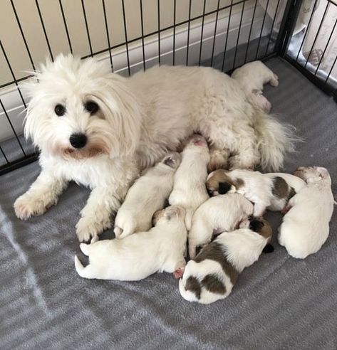 Coton De Tulear Puppy, Coton De Tulear Dogs, Teacup Yorkie Puppy, Disabled Dog, Puppy Accessories, Maltipoo Puppy, Coton De Tulear, Teacup Yorkie, Puppy Face