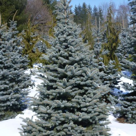 Blue Spruce Tree, Drought Tolerant Trees, Picea Pungens, Garden Companion Planting, Plant Encyclopedia, Outdoor Christmas Tree, Specimen Trees, Spruce Tree, Plant Guide