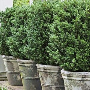 Boxwood in a row for a privacy fence Pool Pots, Boxwood Planters, Drive Ways, Southern Gardens, Container Gardening Ideas, Garden Shrubs, Evergreen Plants, Garden Containers, Evergreen Shrubs