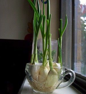 نباتات منزلية, Growing Garlic, Indoor Herb Garden, Herbs Indoors, Growing Herbs, Veggie Garden, Growing Food, Edible Garden, Kitchen Garden