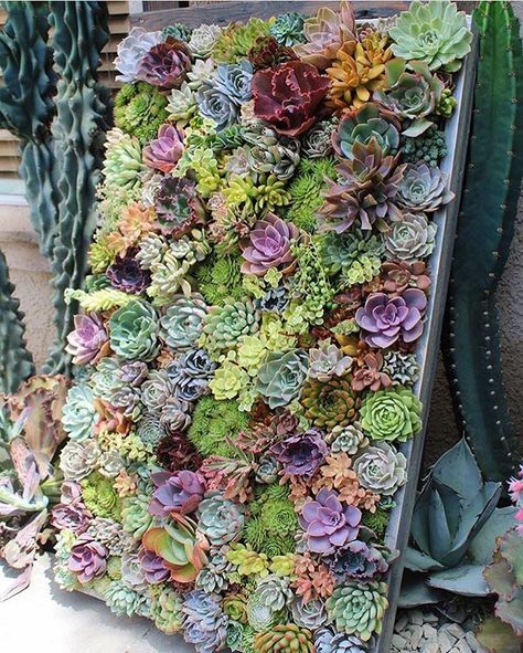 Leaf & Clay™: Premium Succulents Succulent Wall Garden, Succulent Wall Planter, Vertical Succulent Gardens, Succulent Landscape Design, Vertical Garden Design, Plant Goals, Succulent Landscaping, Succulent Wall Art, Vertical Garden Wall