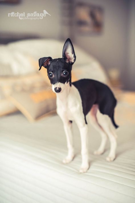 Psy Chihuahua, Italian Greyhound Puppies, Greyhound Puppy, Italian Greyhound Dog, Grey Hound Dog, Italian Greyhound, Beautiful Dogs, Greyhound, I Love Dogs