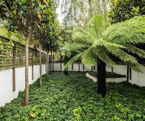 Best plants for under trees: 10 shade loving varieties | Plants For Under Trees, Dense Planting, Contemplative Space, Plants Under Trees, City Gardens, Small City Garden, Landscaping Around Trees, Root Structure, London Garden