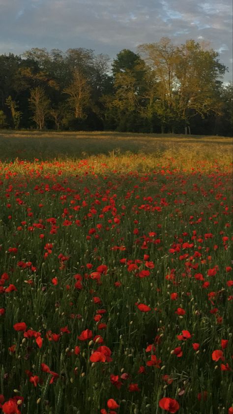 just a pretty poppy field in france with the sunset on the flowers Room Painting Designs, Poppy Flower Aesthetic, Red Flower Field, Kyla Core, Calender Ideas, Poppies Field, Literary Journal, Hounds Of Love, Poppy Fields