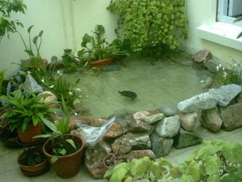 Turtle Pool, Turtle Cage, Turtle Tank Setup, Turtle Enclosure, Turtle Terrarium, Small Water Gardens, Red Eared Slider Turtle, Turtle Aquarium, Turtle Care