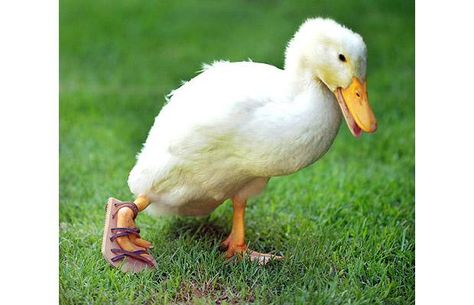 Raising Ducks, Wildlife Rehabilitation, Faith In Humanity Restored, Little Duck, Helping Hands, Ducks, Pet Care, Farm Animals, Animal Rescue