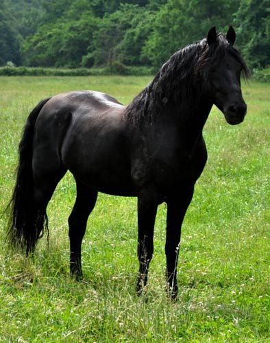 What a lovely photo🥰😍😘 Nature Aesthetic Animals, Morgan Horses, Aesthetic Animals, Animals Tattoo, Horse Pics, Morgan Horse, Black Stallion, Black Horses, Friesian Horse