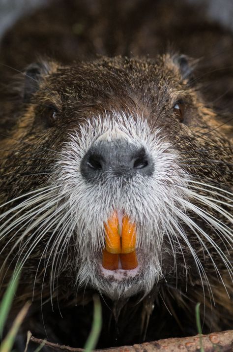 Beaver Pictures, Beaver Teeth, Wisconsin Art, Genius Loci, Animal Portraits, Invasive Species, Animal Faces, Rodents, Sweet Animals