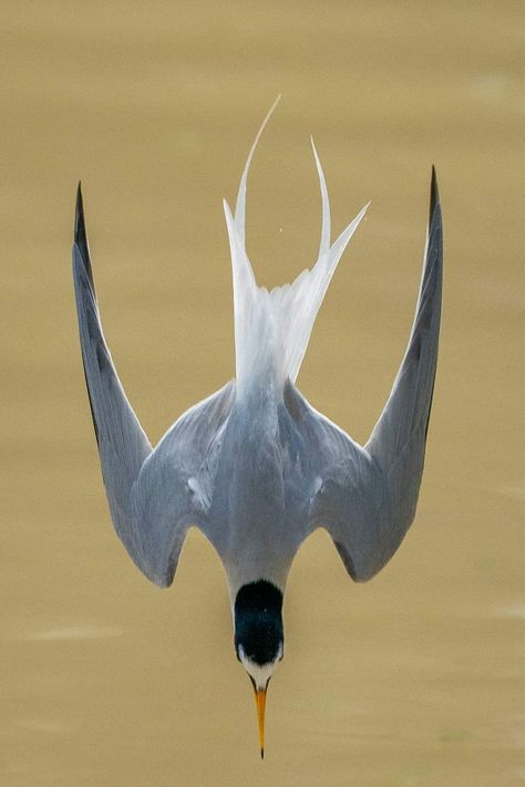 Little Tern Dove Bird, Nature Art Painting, Bird Pictures, Gi Joe, Art Reference Photos, Beautiful Birds, Flower Drawing, Cool Drawings, Animal Photography