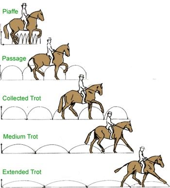 trots Dressage Tests Level 1, Classical Dressage, Dressage Tests, Horse Lessons, Dressage Training, Riding Tips, Horse Exercises, Horses Running, Horse Facts