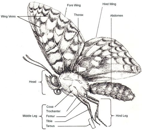 The butterfly is a member of the Lepidoptera order, joining moths and crickets. According to Greek language, Lepidoptera can be separated as, Lepidos which translates into "scales" and ptera... Butterfly Body Parts, Butterfly Anatomy, Wing Anatomy, Rainforest Butterfly, Insect Anatomy, Butterfly Facts, Life Cycle Of A Butterfly, Cycle Of A Butterfly, Psychology Blog