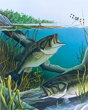 Bass Painting, Bass Fishing Pictures, Fish Artwork, Bass Fishing Tips, Fishing Pictures, Bass Fish, Fish Drawings, Largemouth Bass, Fish Painting