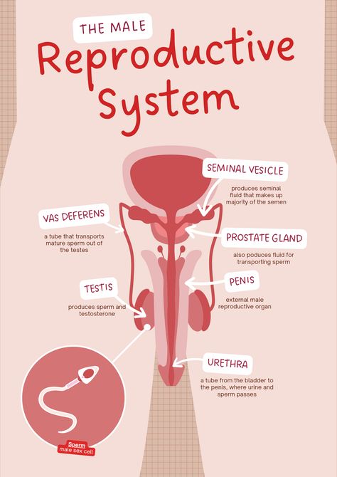 Male reproductive system Male Reproductive System Anatomy, Reproductive System Anatomy, Female Reproductive System Anatomy, Male Reproductive System, Prostate Gland, Learn Biology, Sugar Defender, Healthy Pregnancy Tips, Nurse Study Notes