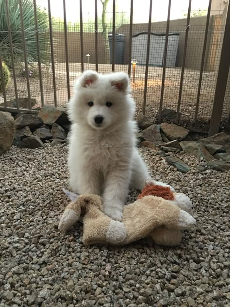 Samoyed Puppy, Samoyed Dogs, Aggressive Dog, Cute Animal Pictures, Love Cute, Baby Dogs, Cute Little Animals, Beautiful Dogs, 귀여운 동물