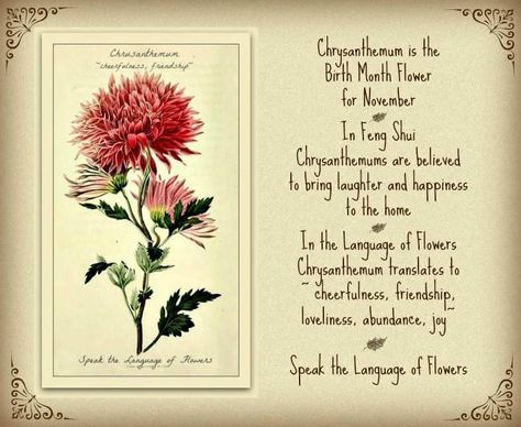 Garden Poems, Language Of Flowers, Flower Quotes, Birth Month Flowers, Birth Month, Chrysanthemum, Rose Buds, Feng Shui, Digital Scrapbooking