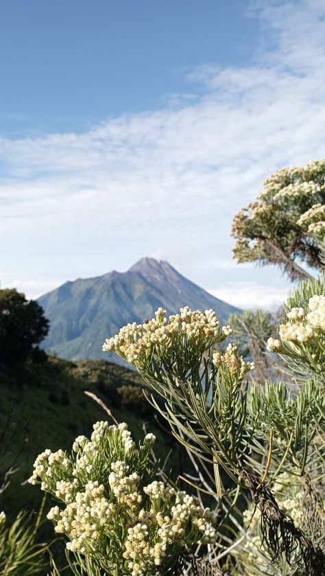 Folk Botanical, Edelweiss Flower, Mountain Wallpaper, Driving Pictures, Birthday Photoshoot, Mountain Landscape, Disney Wallpaper, Aesthetic Photo, Badminton