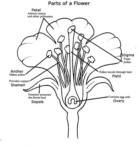 Google Image Result for http://www.learner.org/jnorth/images/graphics/t/flower_parts.gif Diagram Of A Flower, Investigatory Project, Flower Anatomy, Plants Unit, Plant Study, 4th Grade Science, 6th Grade Science, Parts Of A Flower, Plant Science