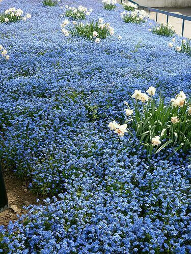 Forget Me Not Garden, Flowers Growing, Have Inspiration, Blue Garden, Ground Cover, Forget Me Not, Flower Field, Dream Garden, Garden And Yard