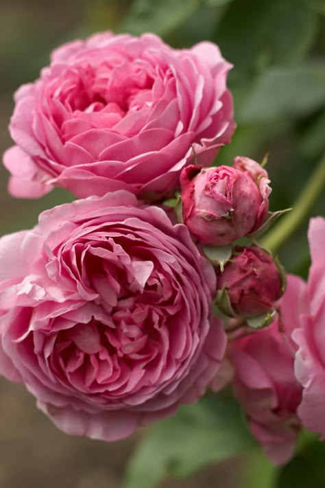 Bourbon Rose: Rosa 'Louise Odier' (France, 1851) Old Roses, Heirloom Roses, Rose Gardens, Rose Varieties, Classic Flower, David Austin Roses, Love Roses, Cabbage Roses, David Austin