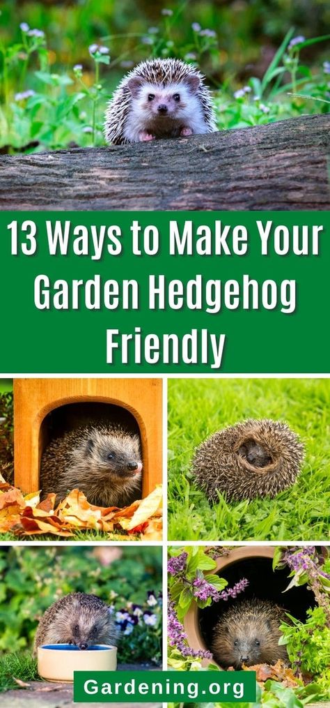 Hedgehog Friendly Garden, Hedgehog Garden Ideas, How To Make A Hedgehog House, Hedgehog Feeding Station, Hedgehog House Diy How To Make, Hedgehog Habitat Ideas, Hedgehog House Plans, Diy Hedgehog House, Hedgehog Ideas