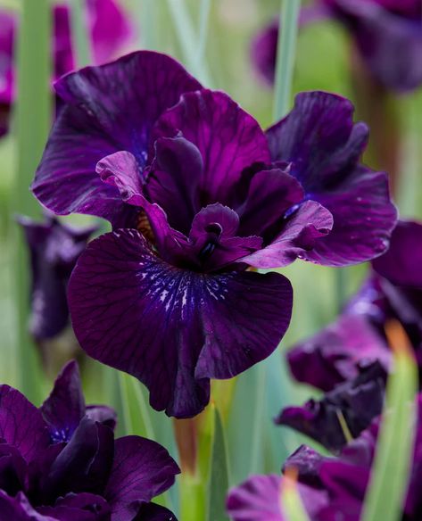 Perennials — Buy bare-root perennial plants online at Farmer Gracy UK Growing Irises, Siberian Iris, Flowers Last Longer, Longfield Gardens, Deer Resistant Plants, Dark Flowers, Plant Spacing, Purple Iris, Late Spring