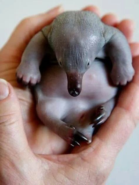 Echidna baby = a puggle. Is this not the cutest most adorable baby? ♥ Echidna Puggle, Interesting Animals, Unusual Animals, Rare Animals, Australian Animals, Lil Baby, Cute Creatures, Sweet Animals, Nature Animals