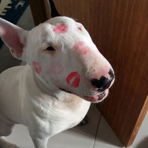 14 Funny Bull Terrier Pictures That Will Make You Smile - PetPress Bull Terrier Tattoo, Bull Terrier Funny, Cute Animal Tattoos, Puppy Sketch, Tattoo Nature, Unique Dog Breeds, Bull Terrier Puppy, Dog Line, English Bull Terriers