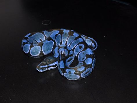 Pretty Reptiles, Python Morphs, The Breeders, Reticulated Python, Blue Desert, Ball Python Morphs, Ball Pythons, Royal Ball, Blue Ball