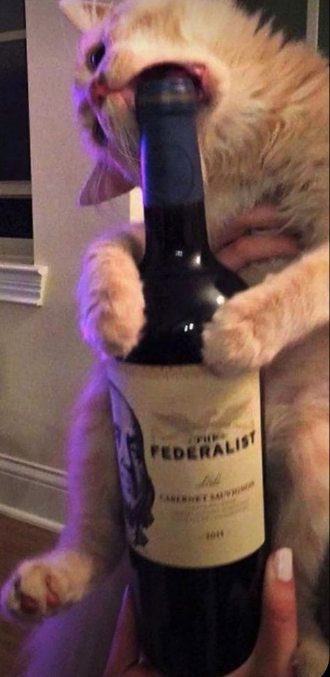 Cat Wine Bottle, Drunk Cat, Wine Wallpaper, Cat Wine, Cat Drinking, Bottle Of Wine, Silly Cats, Lock Screen, Kittens Cutest