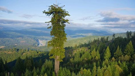 The Hyperion tree, almost 400ft tall and estimated at 600 years old. Its exact location is kept secret in an effort to protect it. Chris Atkins, Sequoia Sempervirens, General Sherman, Coast Redwood, Rainbow Eucalyptus, Socotra, Redwood National Park, Giant Tree, Redwood Tree