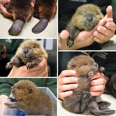 Baby Beavers From Northwest Trek Wildlife Park Baby Beavers, North American Beaver, Baby Beaver, Wildlife Rehabilitation, Wildlife Park, Wildlife Sanctuary, Wildlife Conservation, Zoo Animals, Walking In Nature