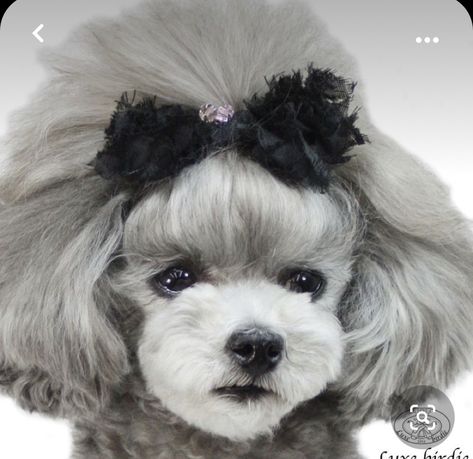 Asian Fusion Grooming, Teddy Bear Poodle, Anjing Poodle, Poodle Haircuts, Poodle Hair, Poodle Haircut, Dog Grooming Styles, Grooming Ideas, Poodle Cuts