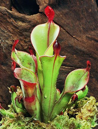 Carnivorous Pitcher Plant, Insectivorous Plant, Strange Flowers, Weird Plants, Plant Fungus, Pitcher Plant, Unusual Plants, Unusual Flowers, Carnivorous Plants