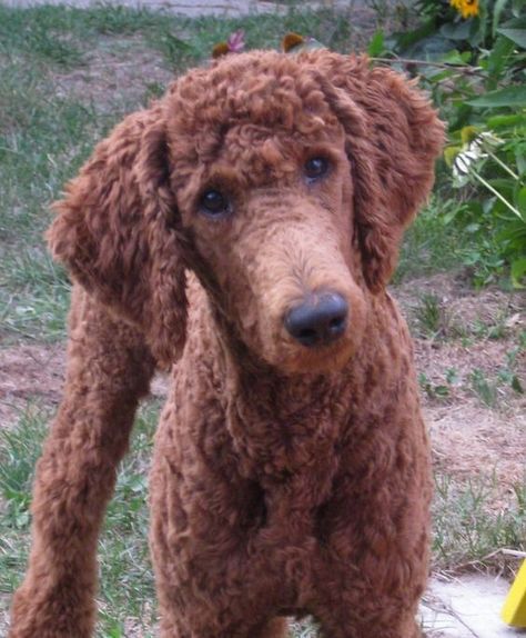 30 Poodle Haircuts You'll Definitely Love - HairstyleCamp Standard Poodle Cuts, Standard Poodle Haircuts, Poodle Haircuts, Poodle Haircut Styles, Poodle Hair, Poodle Haircut, Poodle Cuts, Red Poodles, Puppy Cut