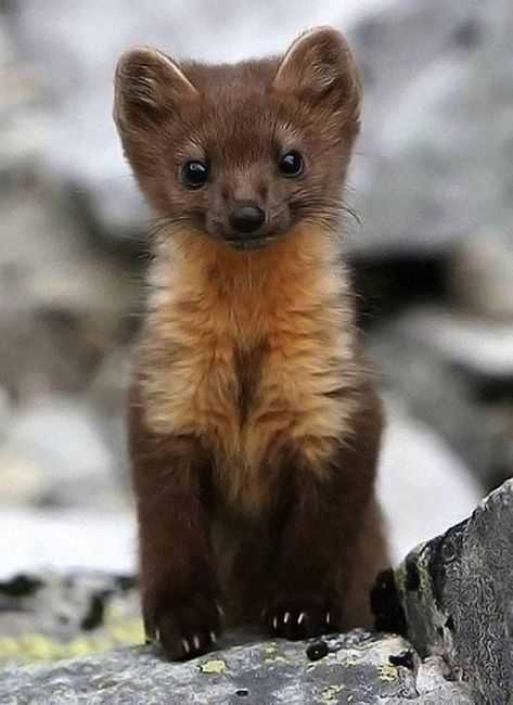 Pine Marten, Albino Animals, Cute Small Animals, Pretty Animals, Silly Animals, Fluffy Animals, Cute Wild Animals, Cute Animal Photos, Cute Creatures