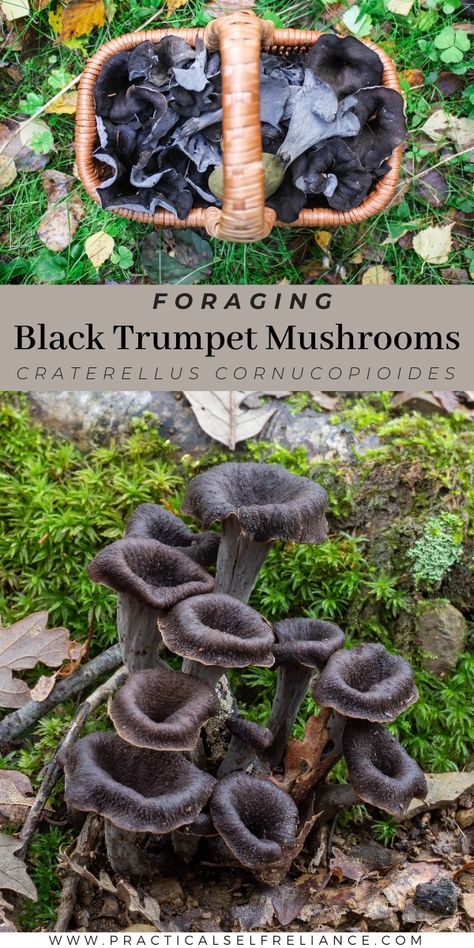 Seed Binder, Black Trumpet Mushrooms, Foraging Mushrooms, Trumpet Mushrooms, Edible Wild Mushrooms, Mushroom Foraging, Growing Mushrooms At Home, Mushroom Identification, Look Alikes