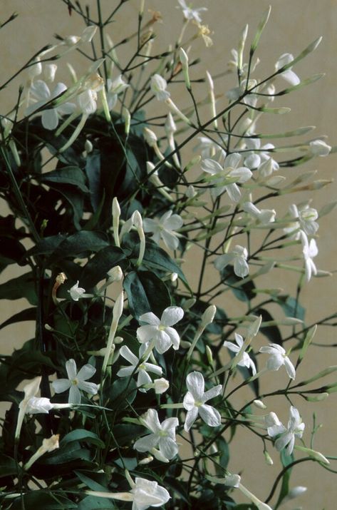 Jasmine Plant Care 101: How to Grow Jasmine Plant Indoors - Bob Vila Jasmine Plant Care, Growing Jasmine, Chameli Flower, Jasmine Plant Indoor, White Jasmine Flower, Jasmine You, Jasminum Sambac, Design Garden Ideas, Winter Jasmine