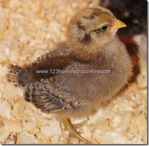 Easter Egger - 2 weeks old 6 Week Old Chicks, Olive Egger Chicken, Backyard Chickens Diy, Chickens 101, Easter Egger Chicken, 123 Homeschool 4 Me, Chicken Coloring, Easter Eggers, Raising Chicks