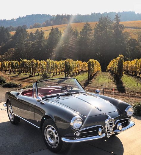 Alfa Romeo Giulietta Spider, Alpha Romeo, Carros Vintage, Alfa Romeo Spider, Ford Mustang Fastback, Alfa Romeo Giulietta, Alfa Romeo Cars, British Sports Cars, Mc Laren