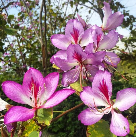 Camels Foot Tree Purple Bauhinia Edible Flower Garden, Orchid Tree, Street Trees, Heirloom Vegetables, Fast Growing Trees, Purple Orchids, Garden Pictures, Rare Flowers, Deciduous Trees