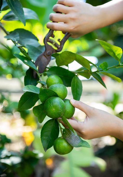 harvesting limes Lemon Tree Potted, Growing Lemon Trees, Growing Citrus, Lime Fruit, Tattoo Plant, Citrus Plant, Growing Fruit Trees, Plant Tattoo, Veg Garden