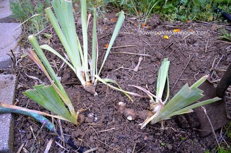 Iris Flowers Garden, Grow Lavender, Growing Irises, Cleaning Mold, Iris Garden, Garden Bulbs, Rock Garden Landscaping, Bearded Iris, Replant