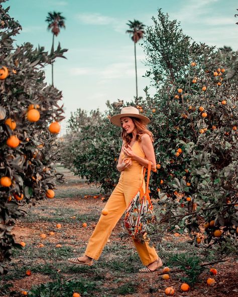 When life gives you oranges... well, don’t try to juggle! #orangeorchard #orangepicking Orange Picking Photography, Orange Farm Photoshoot, Orange Grove Aesthetic, Orange Garden Aesthetic, Orange Grove Photoshoot, Orange Picking, Salvation Scriptures, Orange Farm, Creative Shoots