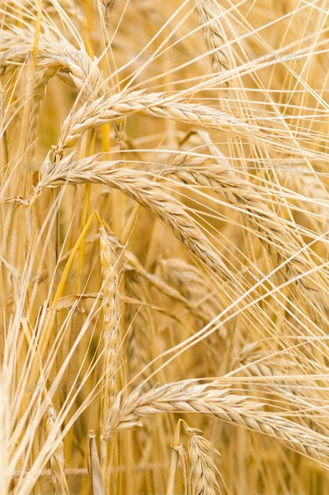 Wheat Aesthetics, Barley Breakfast, Barley Plant, Fields Aesthetic, Vegan Baked Oatmeal, Cereal Grain, Dried Wheat, Macro Flower, Fields Of Gold