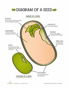 Week 1......Worksheets: Parts of a Seed Parts Of A Seed, Ag Science, Spring Science, Ag Education, Agriculture Education, Plant Science, Science Worksheets, Science Biology, Homeschool Science