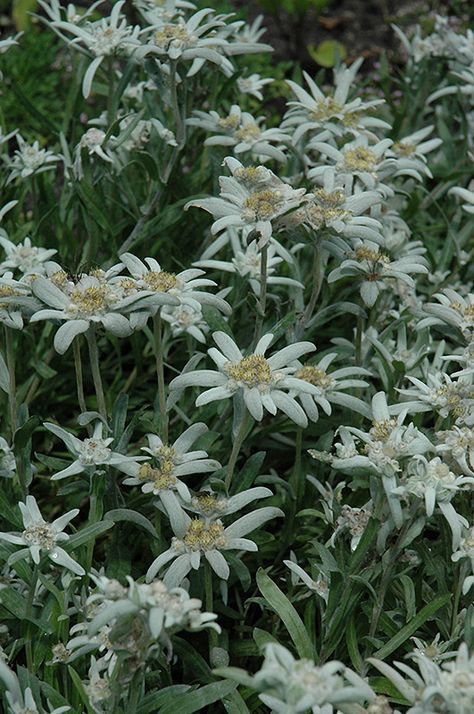 Alpine Edelweiss (Leontopodium alpinum) at Pesche's Garden Center April Gardening, Part Shade Plants, Container Herb Garden, Low Water Gardening, Alpine Garden, Nursery Garden, Edelweiss Flower, Spring Flowering Bulbs, Flower Meanings