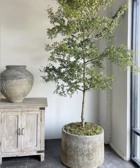 Viral Trees, Pots & Planters from Amazon Home Wabi Sabi Plants, Antique Stone Sink, Stone Sinks, Indoor Tree, Stone Vase, Indoor Trees, Antique Stone, Interior Plants, Indoor Plant Pots